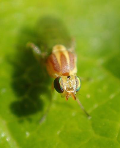 Réf. 186 425 : Meromyza sp.